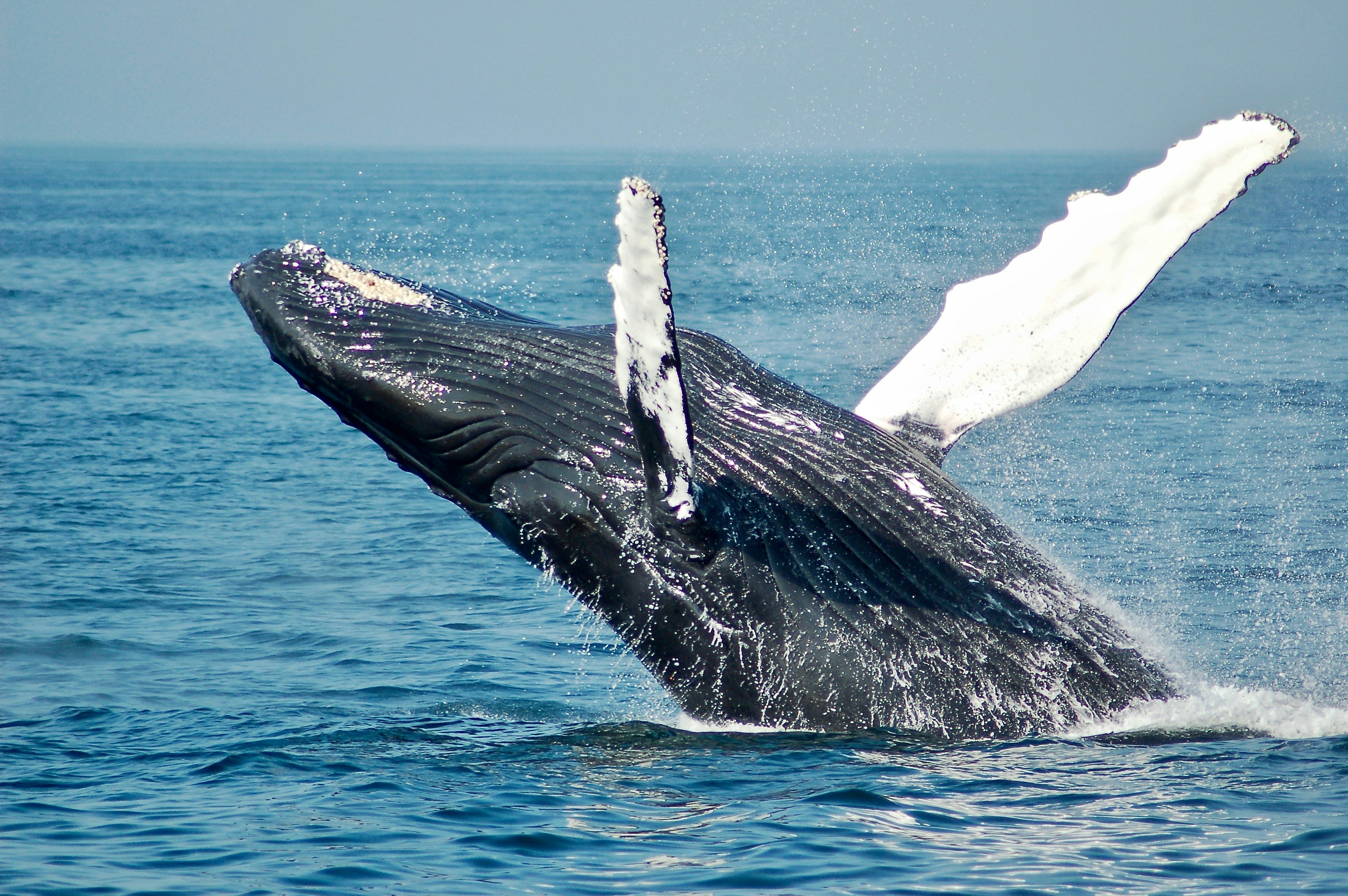 Humpback whale flipper inspiration for leading-edge tubercles